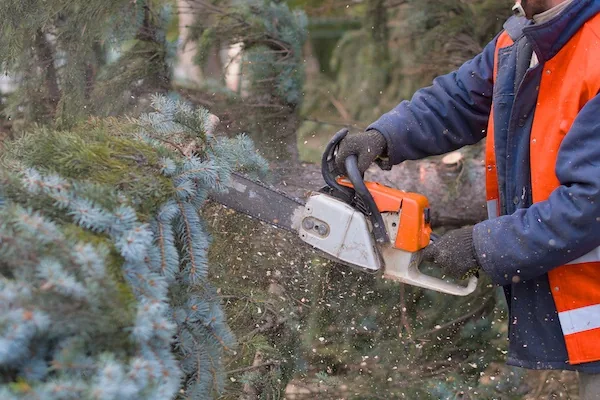 Tree Lopping